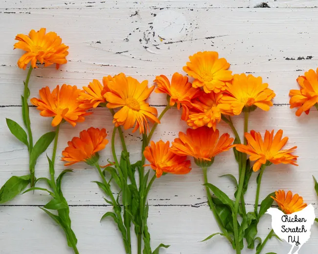 calendula or pot marigold flowers on a white distressed surface