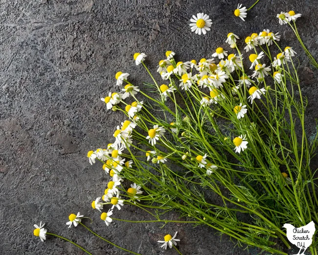 German chamomile flowers and stems on a slate surface 