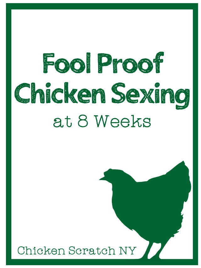 Chicken Sexing