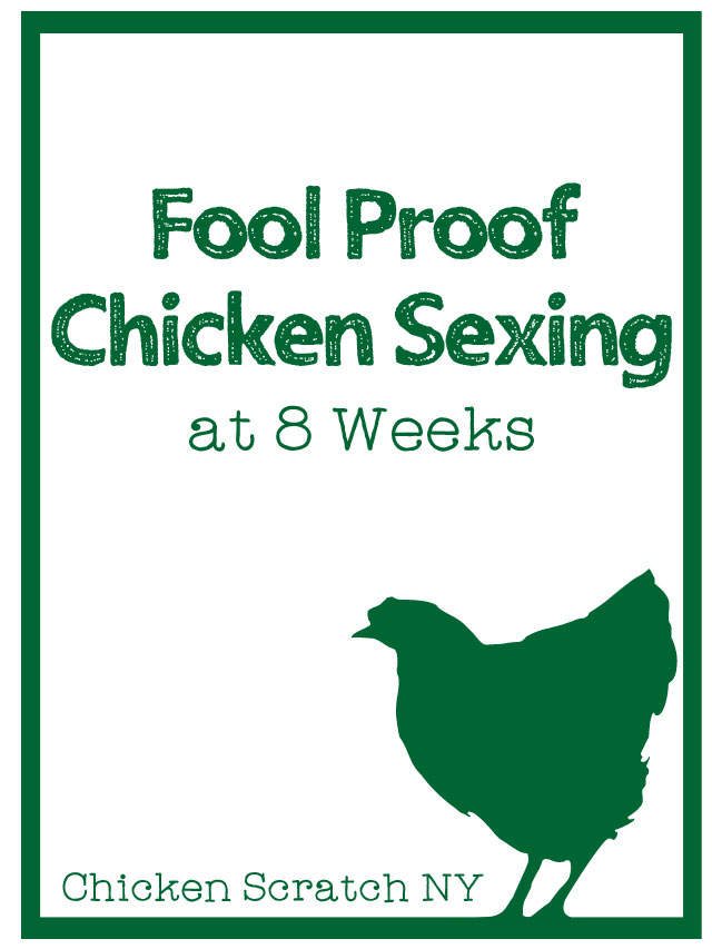 text fool proof chicken sexing at 8 weeks with green chicken silhouette