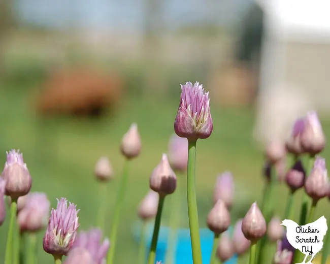 chive flowers starting to open