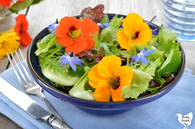 salad bowl filled with greens and edible flowers nasturtiums and borage