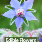 large borage blossom up close with text overlay Edible flowers to grow and forage
