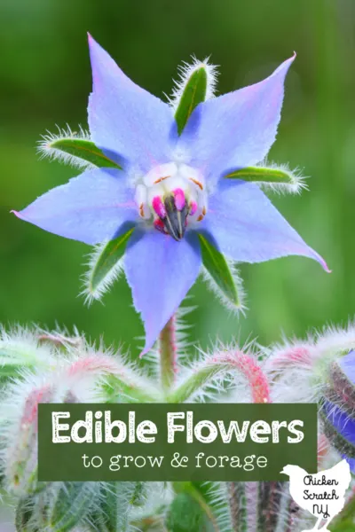 large borage blossom up close with text overlay Edible flowers to grow and forage