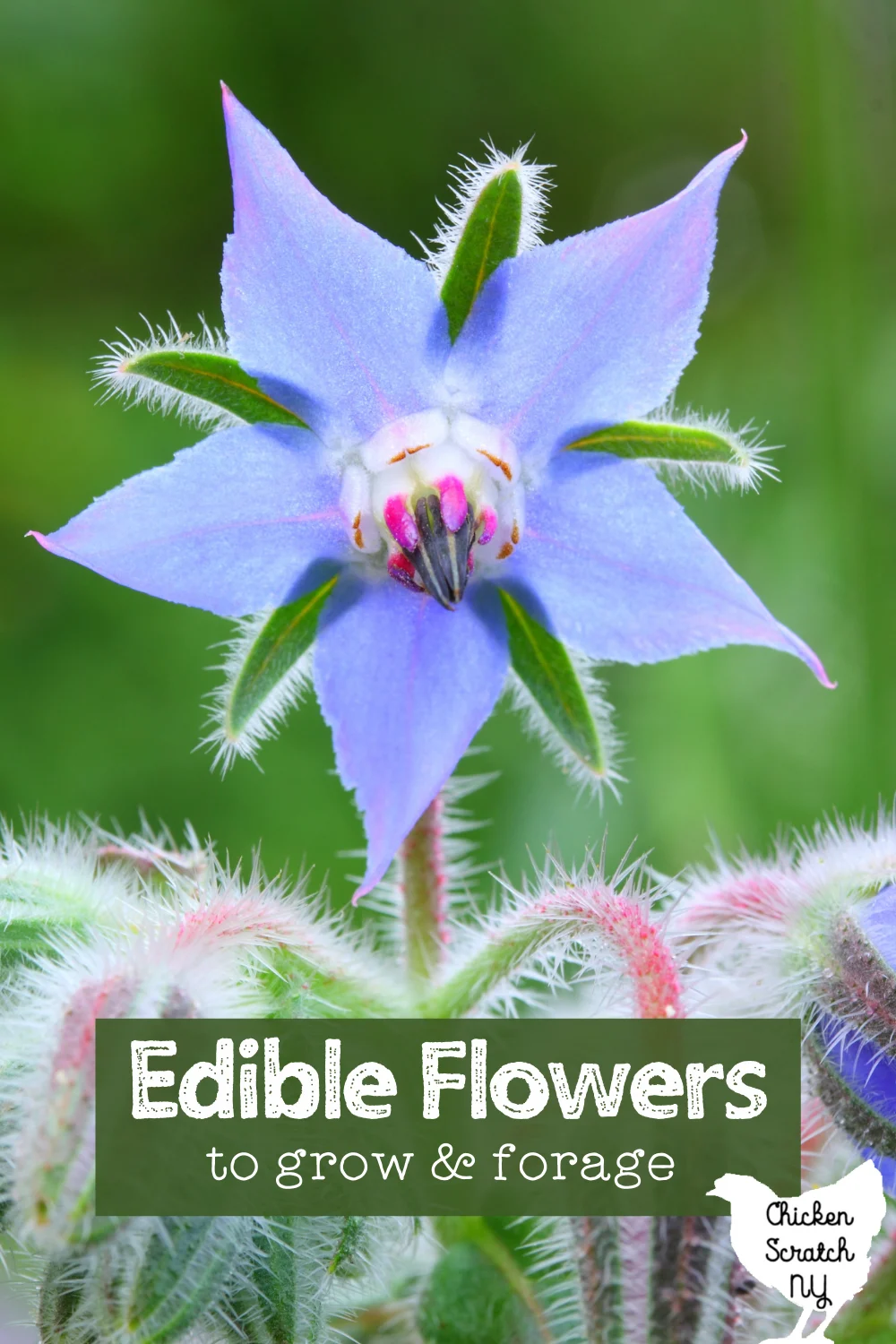 How to grow and pick edible flowers