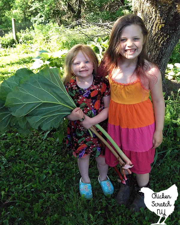 two young girls holding large rhubarb stalks with leaves