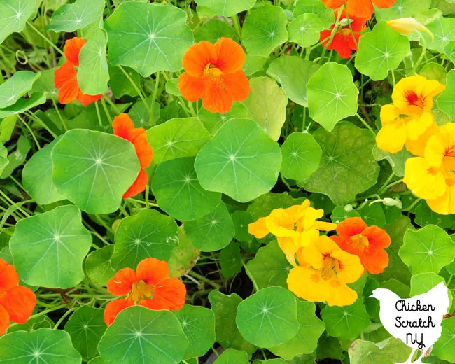 orange-red and yellow nasturtium flowers 