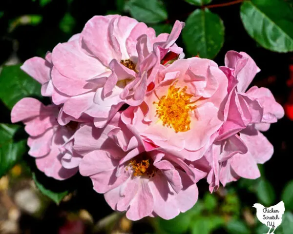cluster of pink rugosa roses