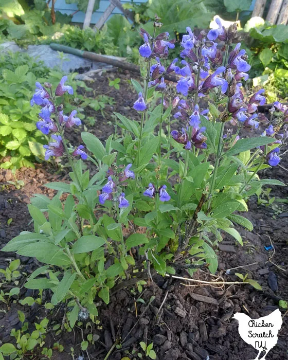 sage flowers