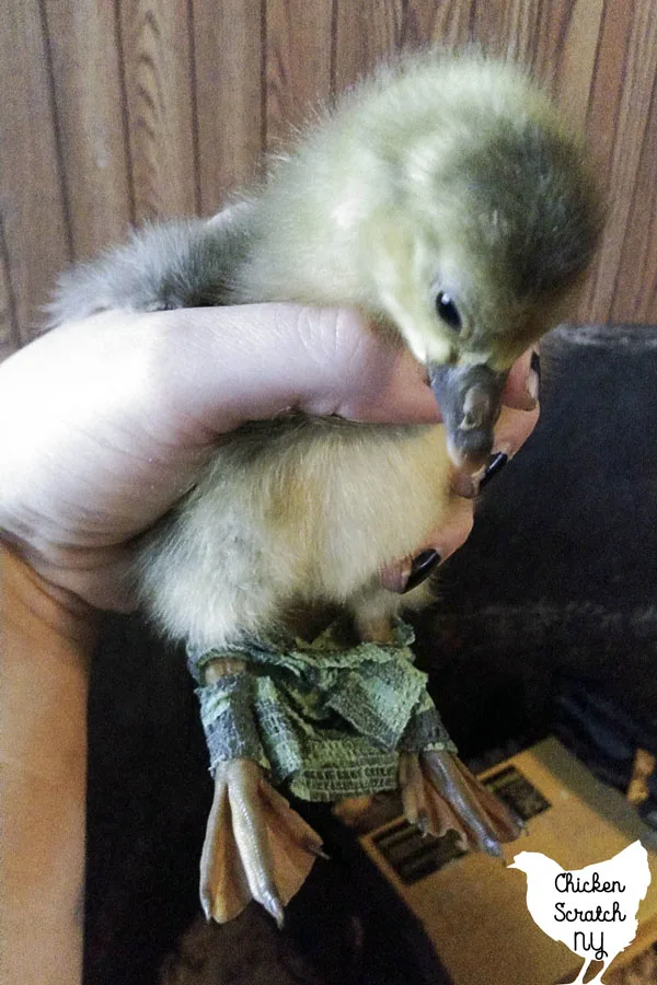 day old gosling with vet wrap holding it's legs together to treat splay leg