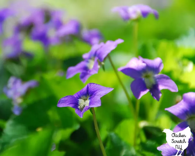 wild violets