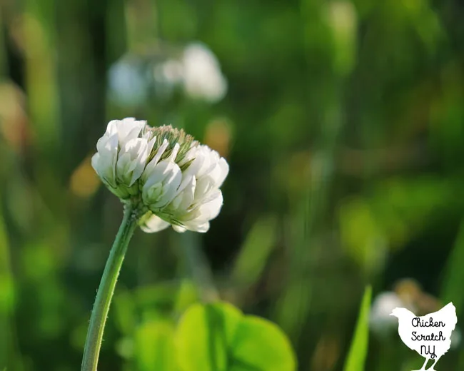 close up of white clover flower
