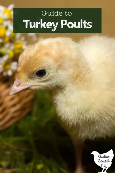 close up of turkey poult with text overlay "Guide to Turkey Poults"