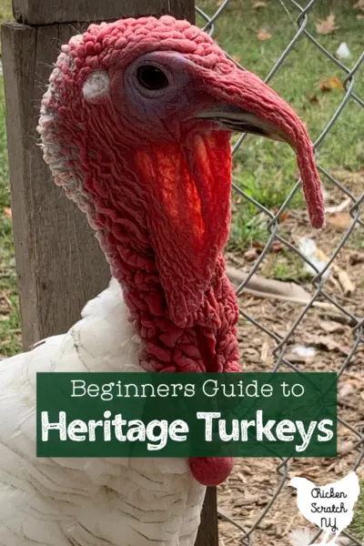 close up of royal palm turkey face with text overlay Beginners Guide to Heritage Turkeys