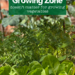 close up image of a vegetable garden showing carrot tops and spinach with text overlay "find out why your growing zone doesn't matter for growing vegetables"