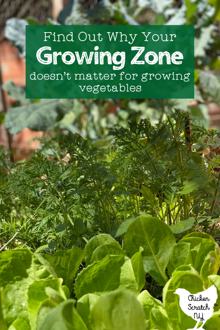How Important is Your Zone in a Vegetable Garden?
