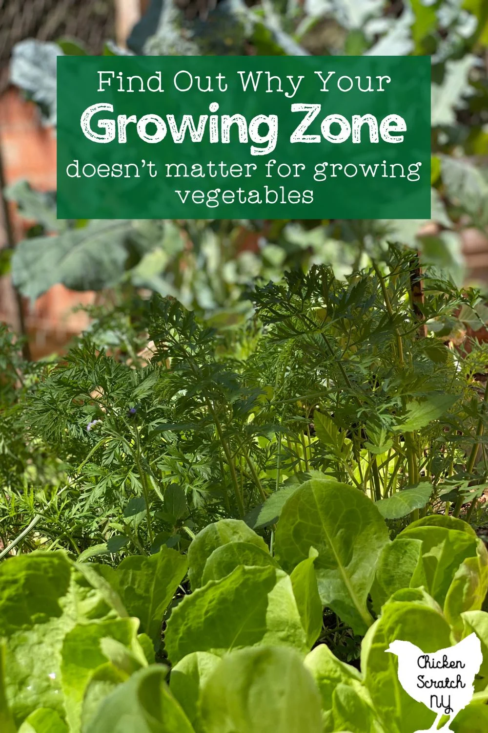 close up image of a vegetable garden showing carrot tops and spinach with text overlay "find out why your growing zone doesn't matter for growing vegetables"