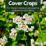 close up of buckwheat flowers with text overlay "beginners guide to cover crops for small scale sustainable vegetable gardens"