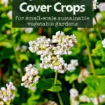 close up of buckwheat flowers with text overlay "beginners guide to cover crops for small scale sustainable vegetable gardens"