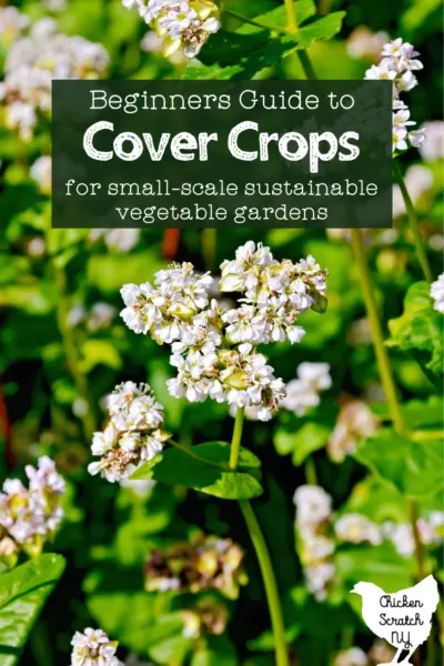 close up of buckwheat flowers with text overlay "beginners guide to cover crops for small scale sustainable vegetable gardens"