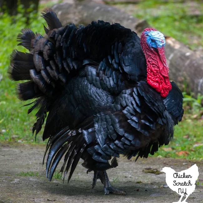 adult black Spanish tom turkey