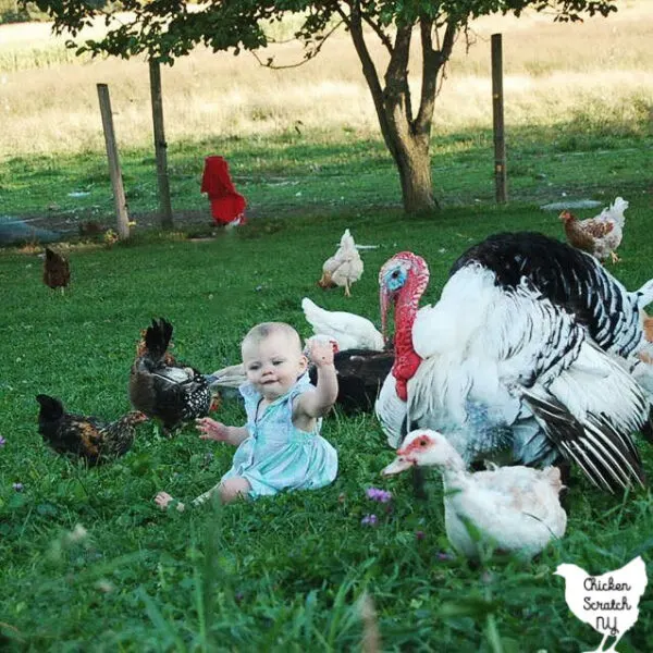 small child sitting on the ground surrounded by chickens, ducks and a turkey