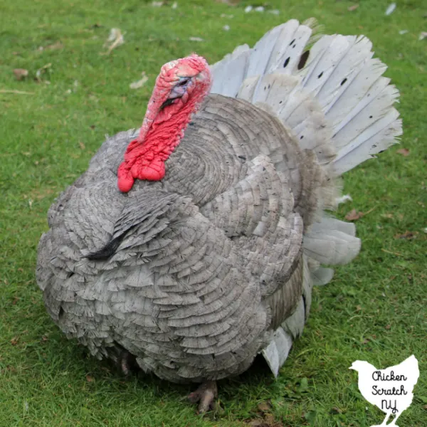 adult blue slate turkey