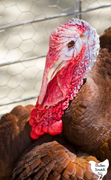 adult male bourbon red turkey