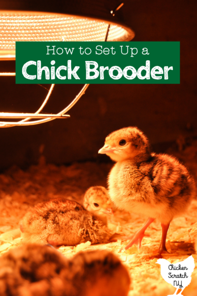 chick in a brooder standing under a heat lamp with a metal guard text over lay "how to set up a chick brooder"