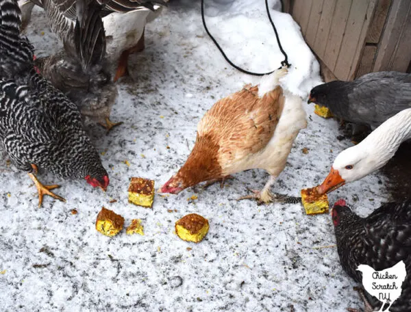 chickens and geese eating homemade flock block style treat made from eggs, bird seed, dog food and green beans