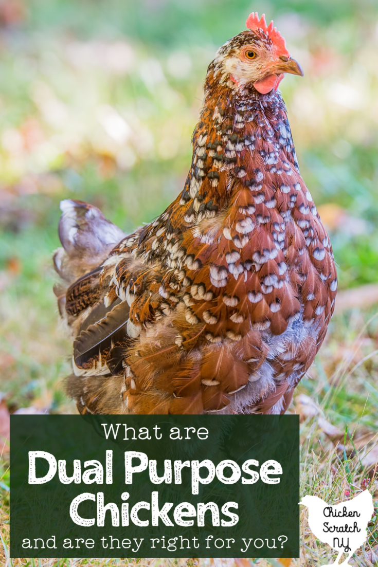 Dual Purpose Chickens Egg Breeds Or Meat Chickens Which Is Best