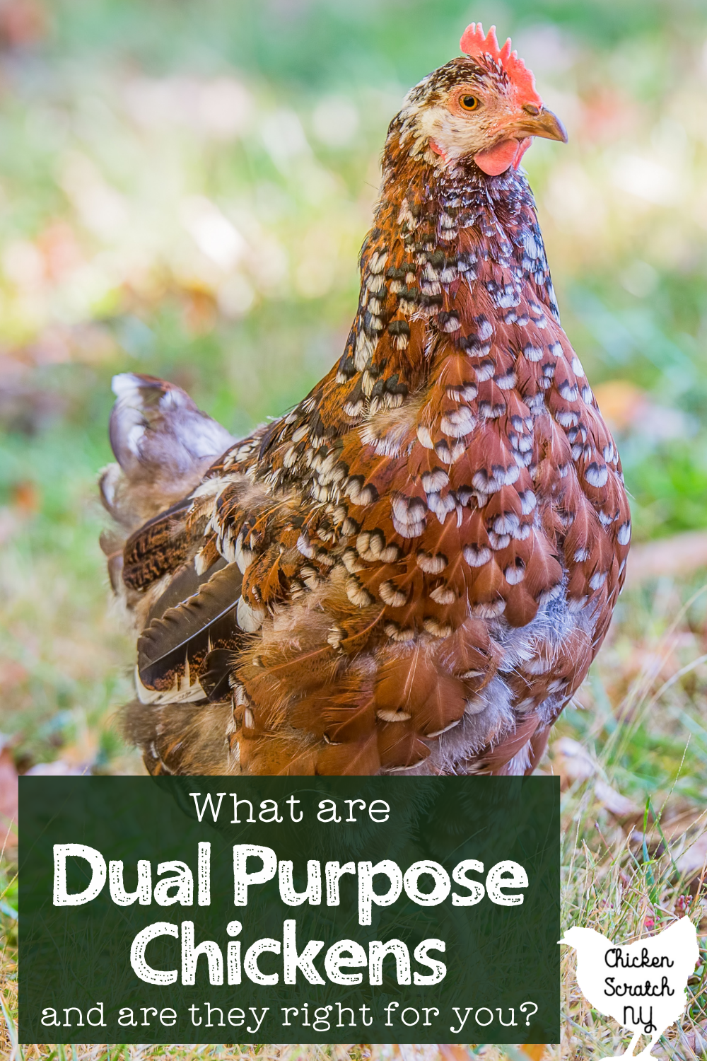 Dual Purpose Chickens, Egg Breeds or Meat Chickens - Which is Best?