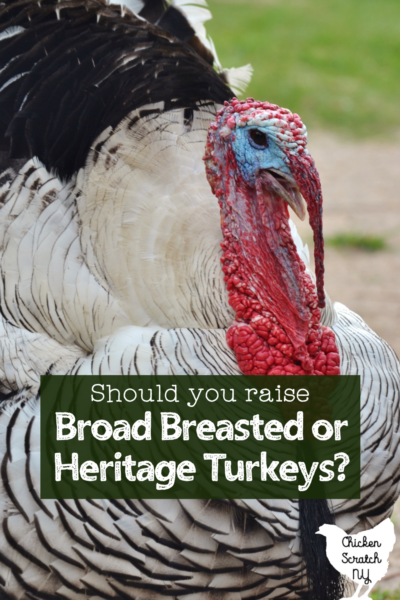 Are Heritage Turkeys or Broad Breasted Breeds Right for your Flock?