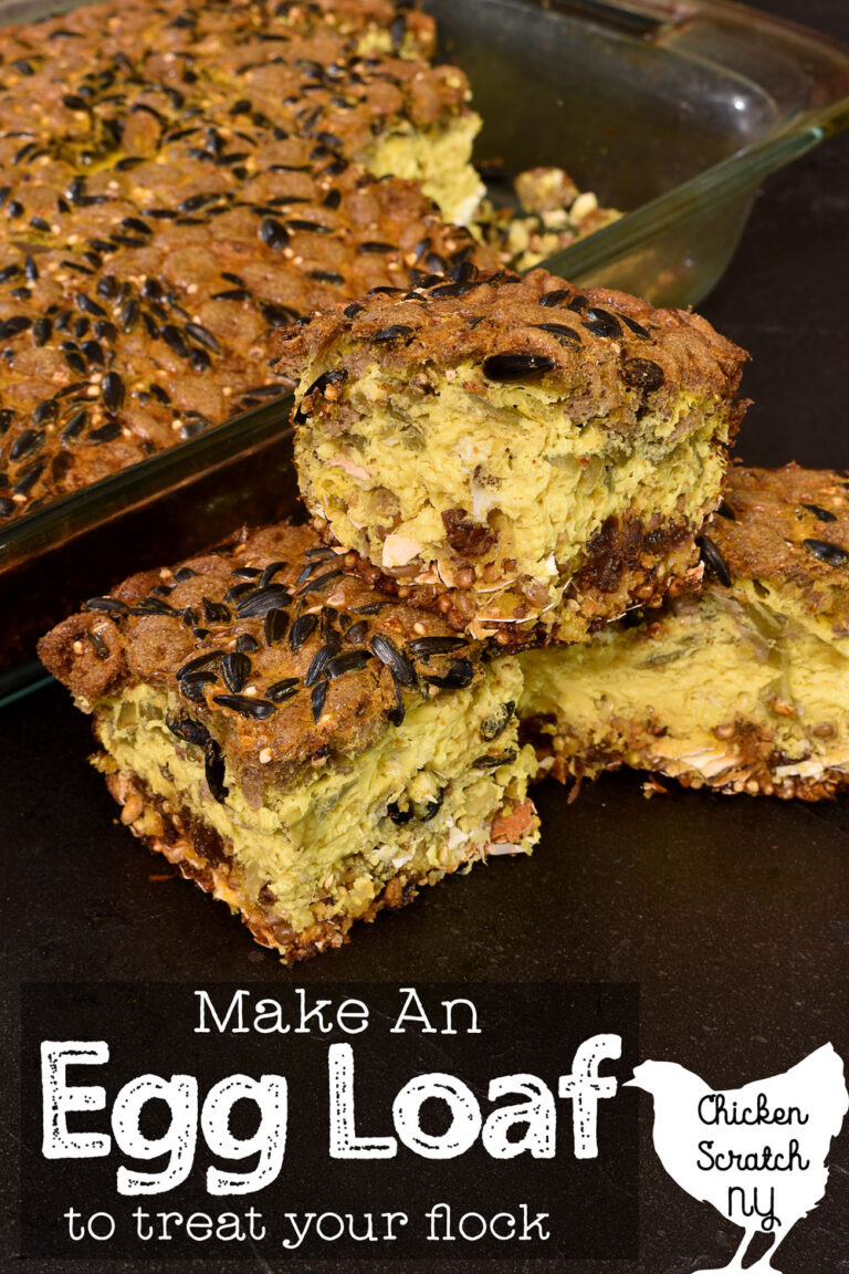 How to Make an Egg Loaf Chicken Treat + Can Chickens Eat Eggs?