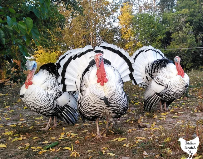 three royal palm tom turkeys strutting in autumn leaves