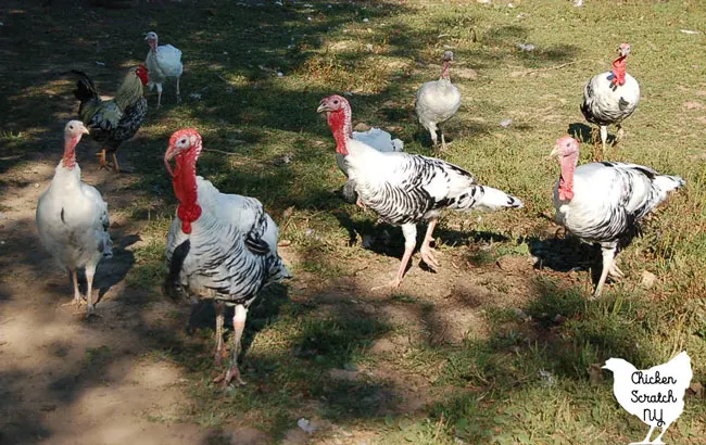 flock of male and female royal palm turkey hens