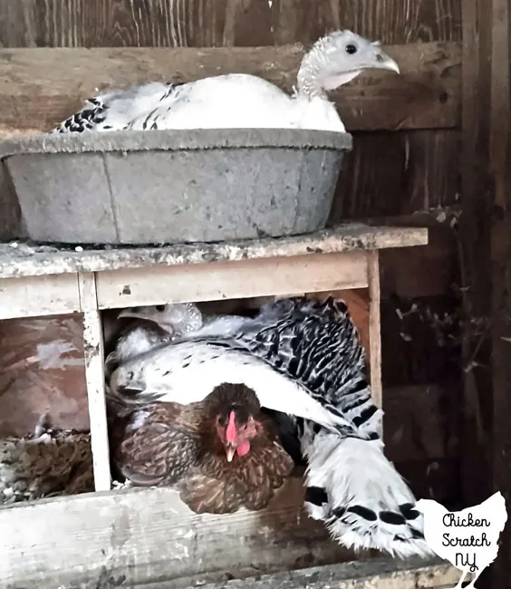 royal palm turkey hen sitting on a nest in a rubber bowl and a royal palm turkey hen in a nest box sitting on a chicken