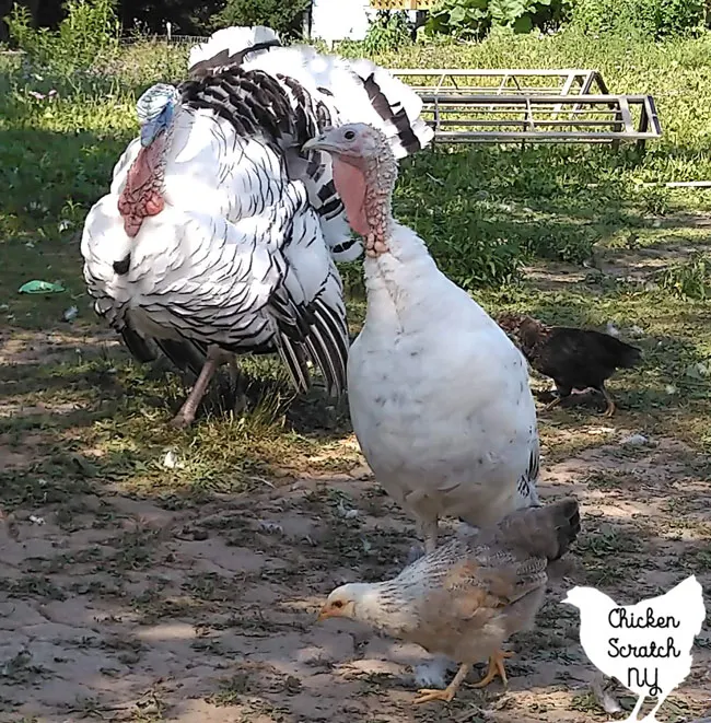 royal palm turkey hen with chicken babies she hatched