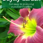 close up of pinky purple daylily flower with text overlay " plant a daylily garden"