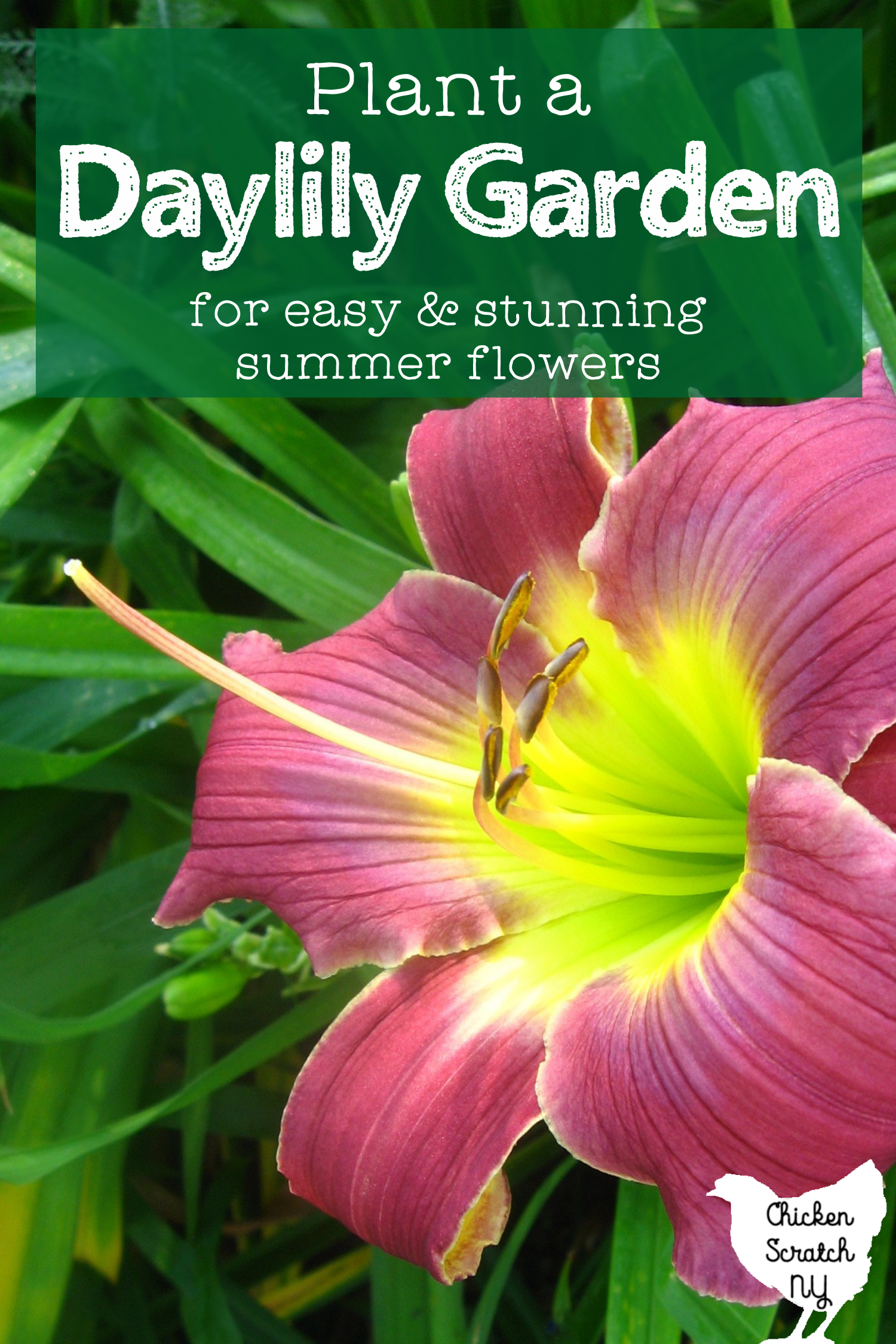close up of pinky purple daylily flower with text overlay " plant a daylily garden"