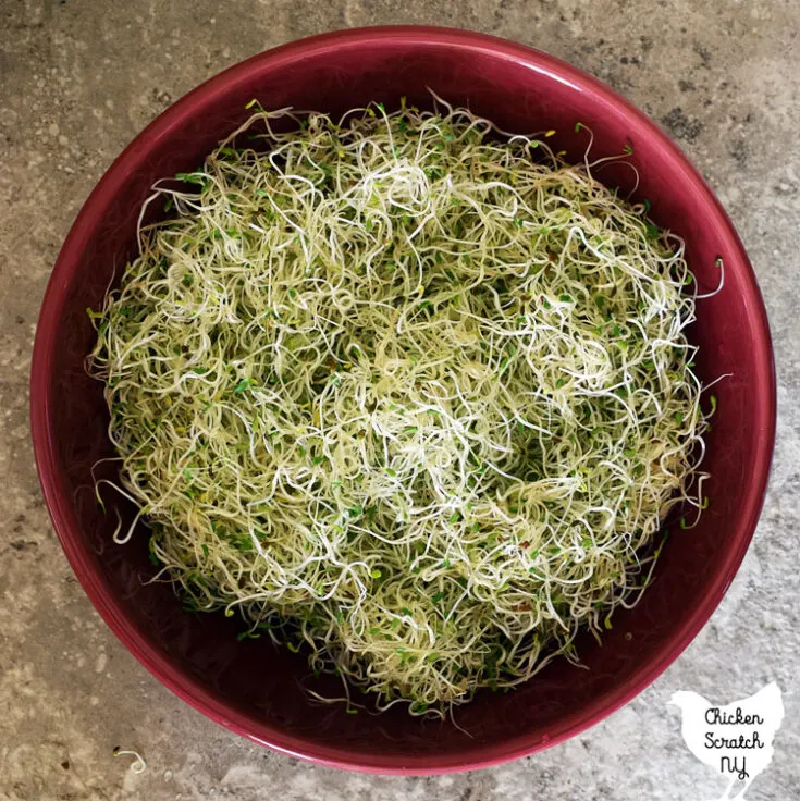 red bowl filled with fresh, rinsed alfalfa sprouts