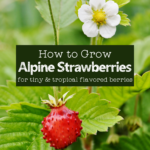 small red alpine strawberry on a stalk with a white strawberry flower in front of green leaves with text overlay "how to grow alpine strawberries"