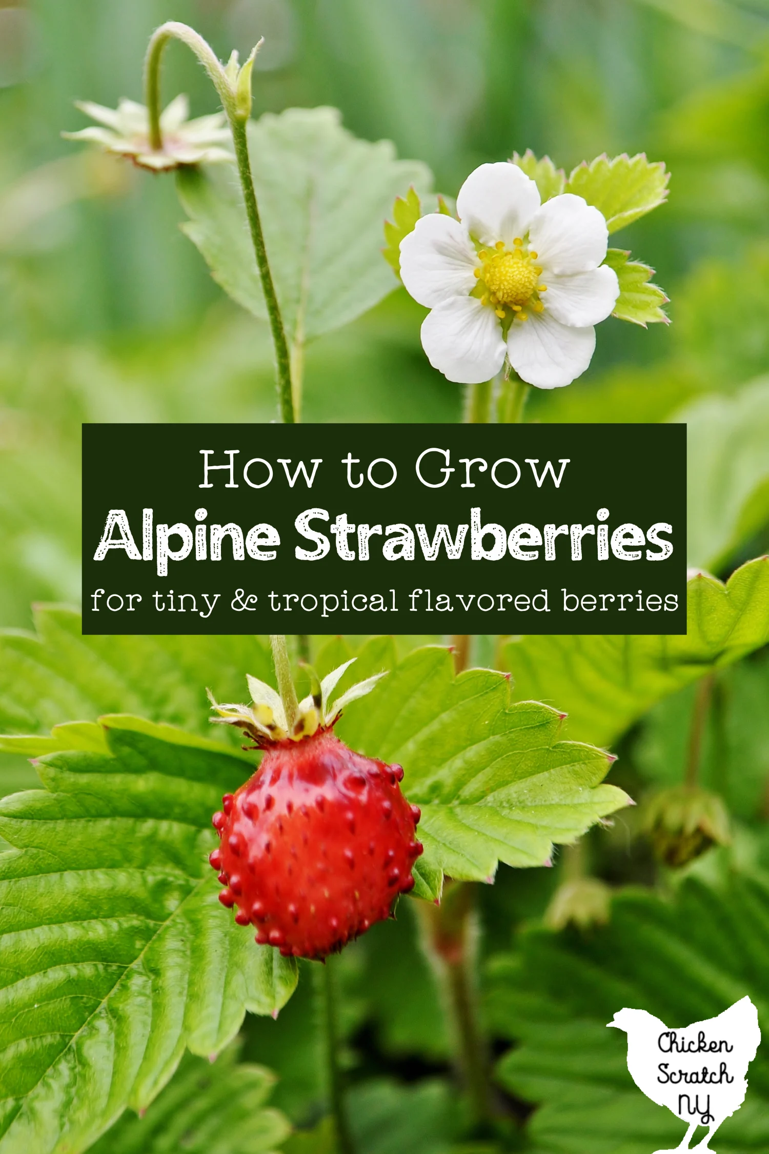 small red alpine strawberry on a stalk with a white strawberry flower in front of green leaves with text overlay "how to grow alpine strawberries"