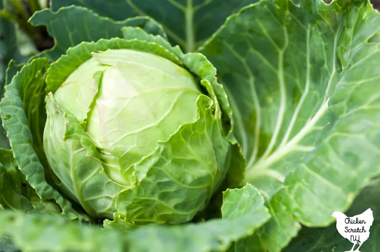 close up of green cabbage head