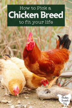 How to Pick a Chicken Breed for your Backyard Flock