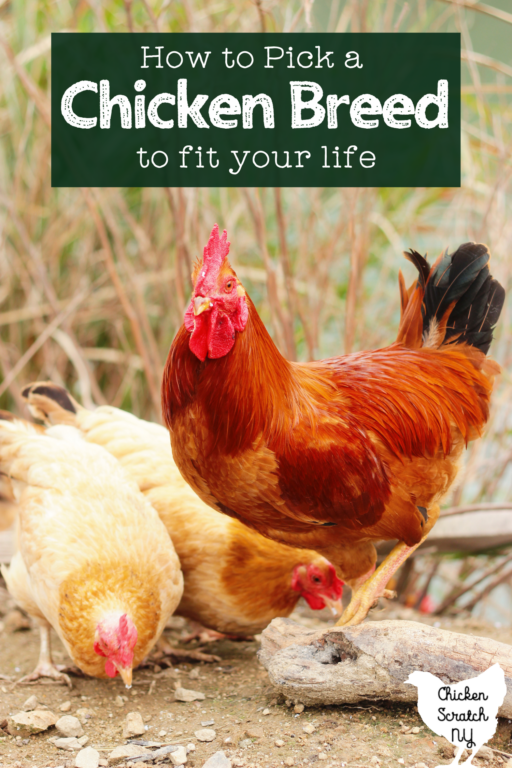 Tractor Supply Chickens & Ducks Breed Information