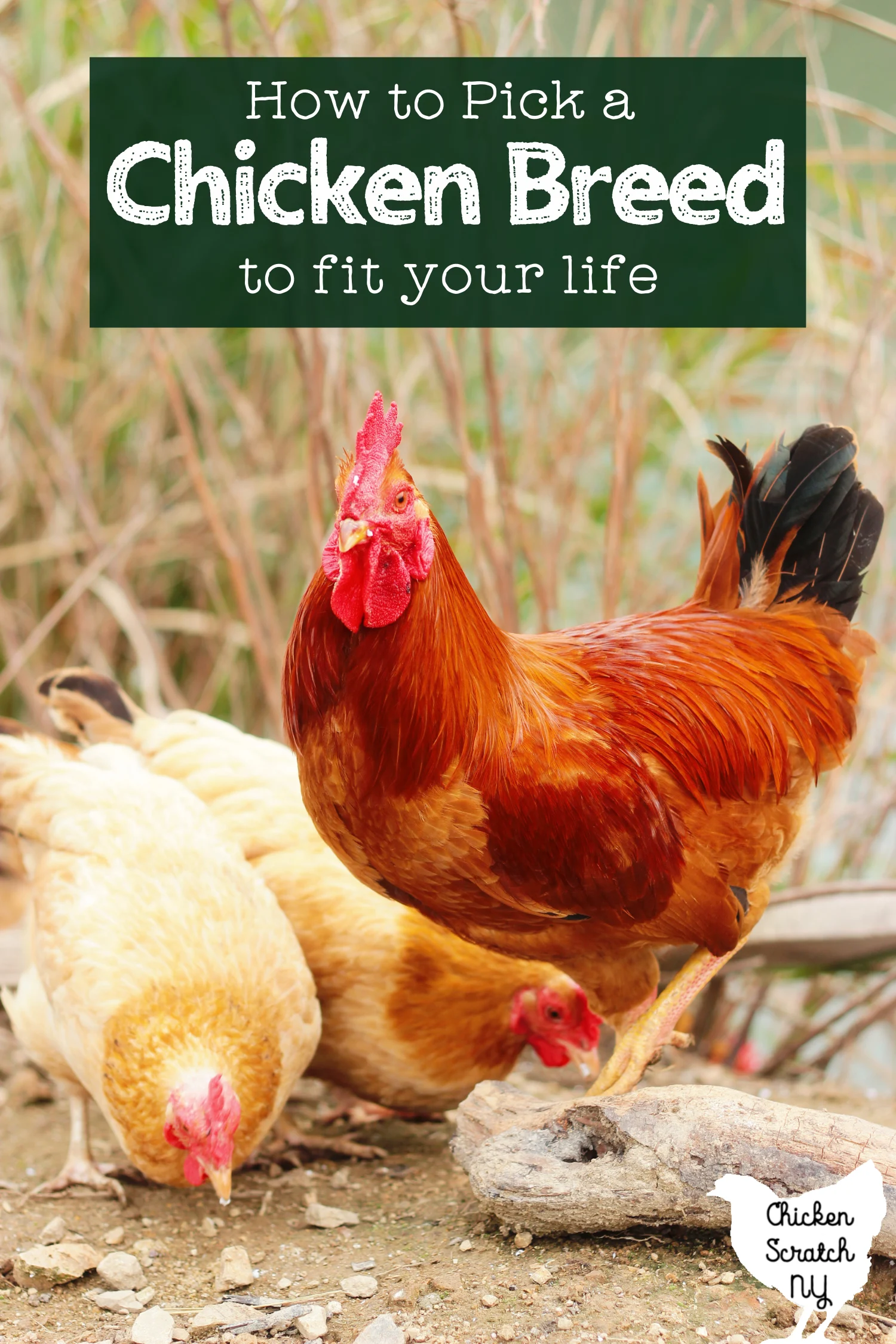 Chicken Breeds: Which one is right for me?