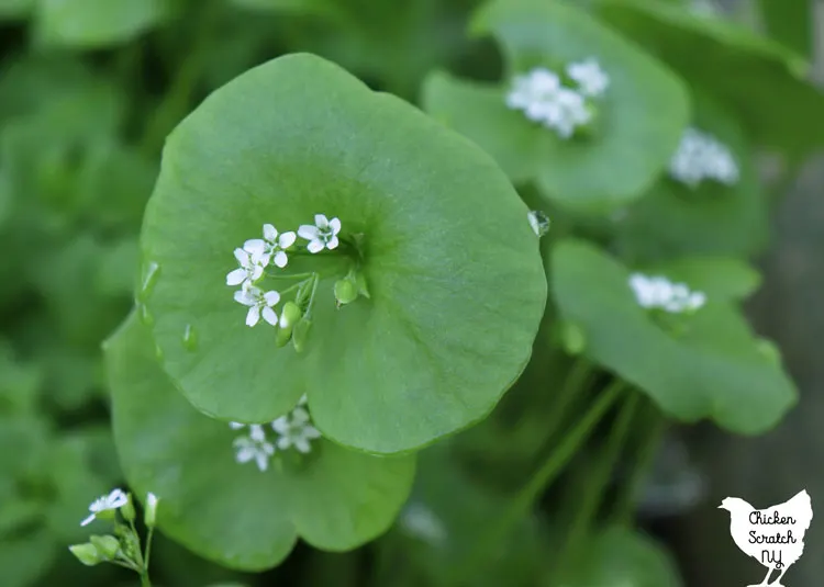 close up of claytonia greens