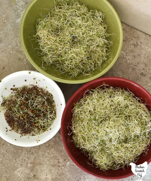 two bowls filled with fresh sprouts and another smaller bowl filled with scooped out seed hulls