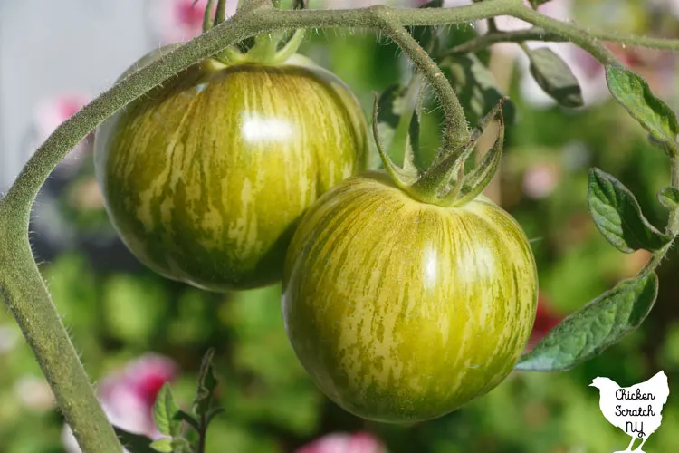 two green zebra tomatoes on the vine